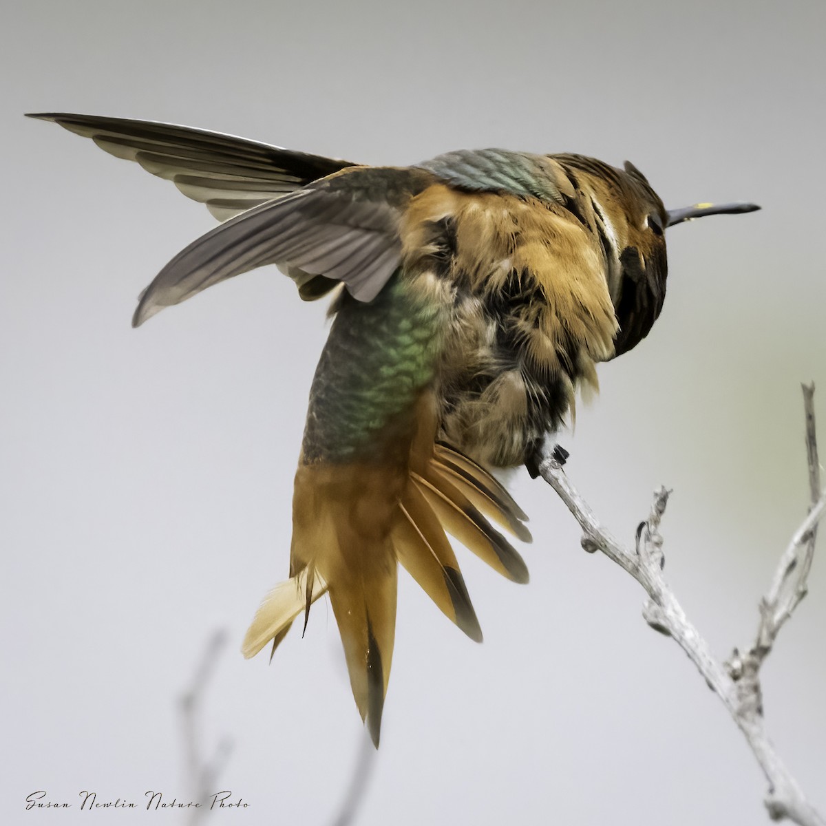 Allen's Hummingbird - Susan Newlin