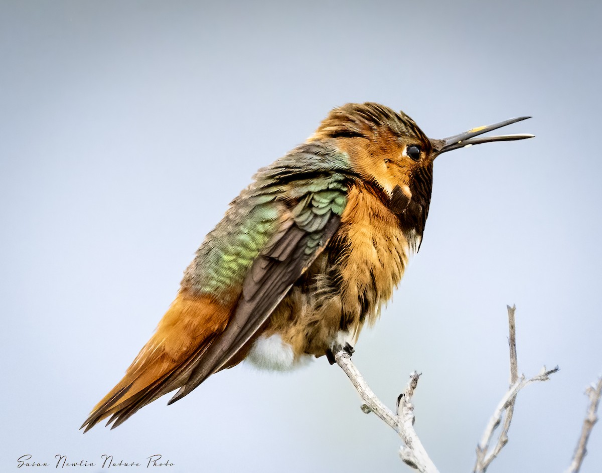 Allen's Hummingbird - Susan Newlin