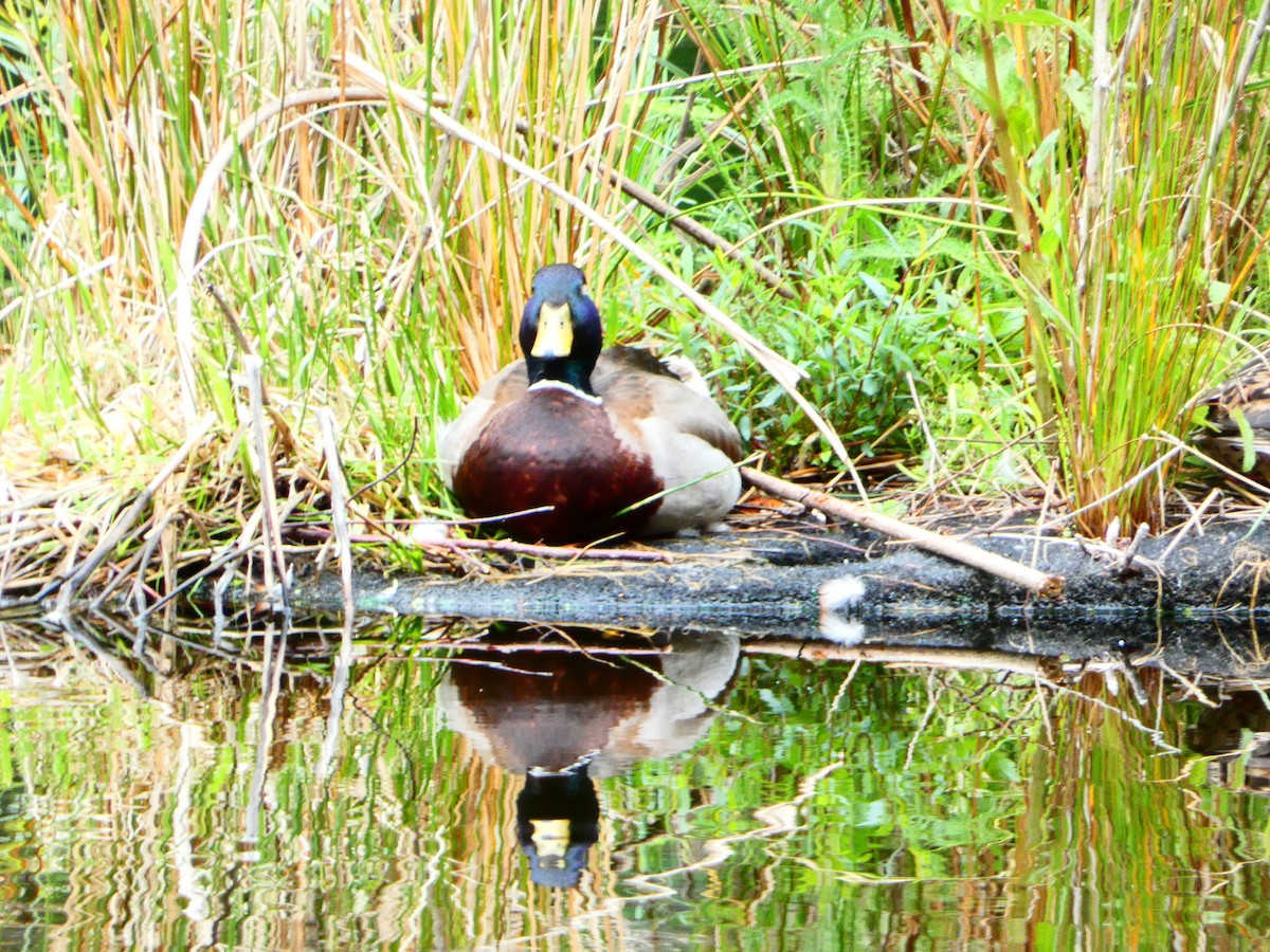 Mallard - Aldrin Leung