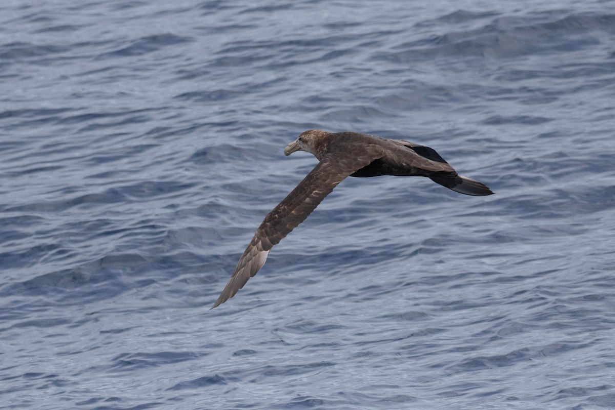 Southern Giant-Petrel - Denis Corbeil