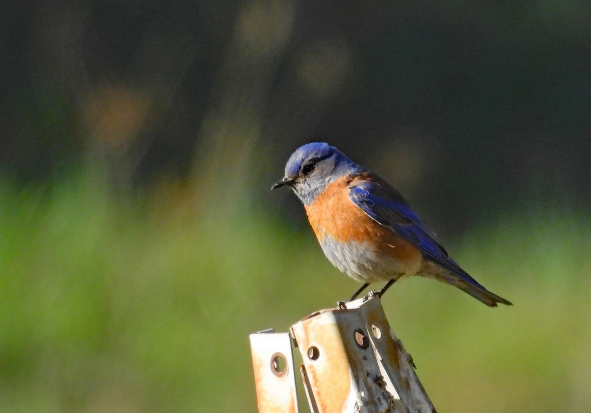 Western Bluebird - Tresa Moulton