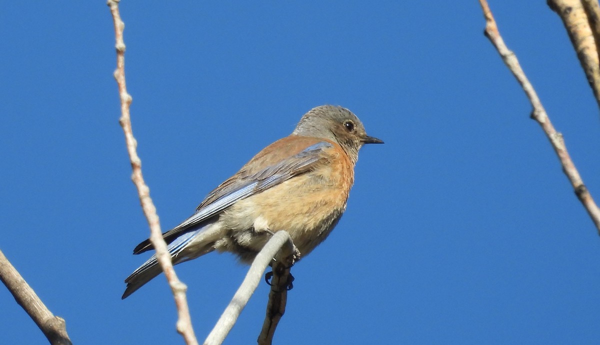 Western Bluebird - Tresa Moulton