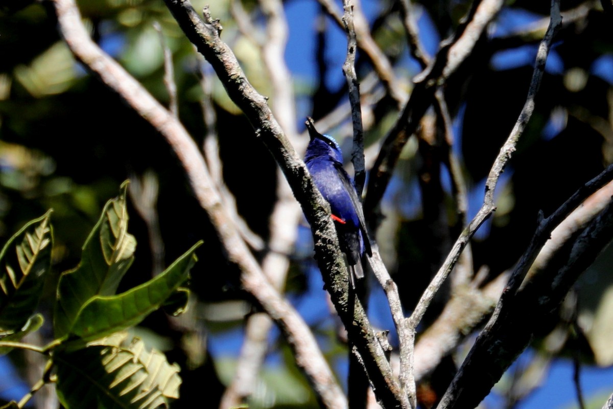 Red-legged Honeycreeper - ML619603689