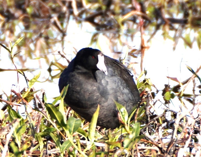 American Coot - linda p