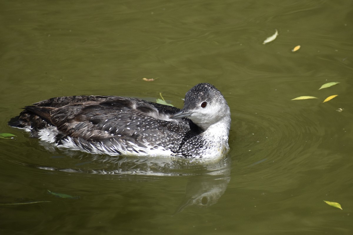 Red-throated Loon - ML619603700