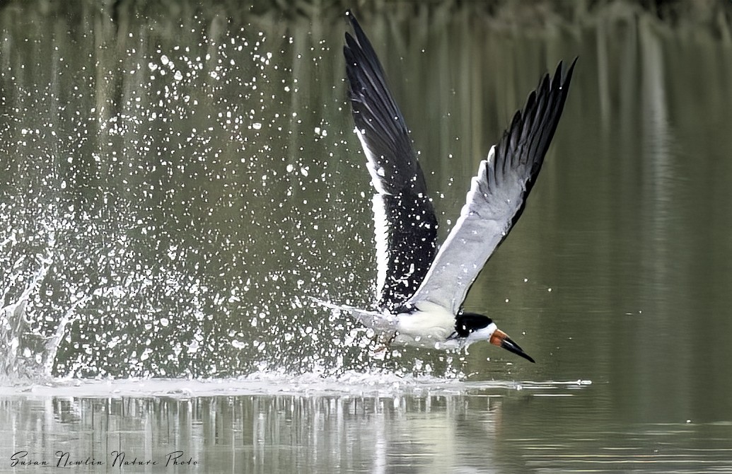 Black Skimmer - Susan Newlin