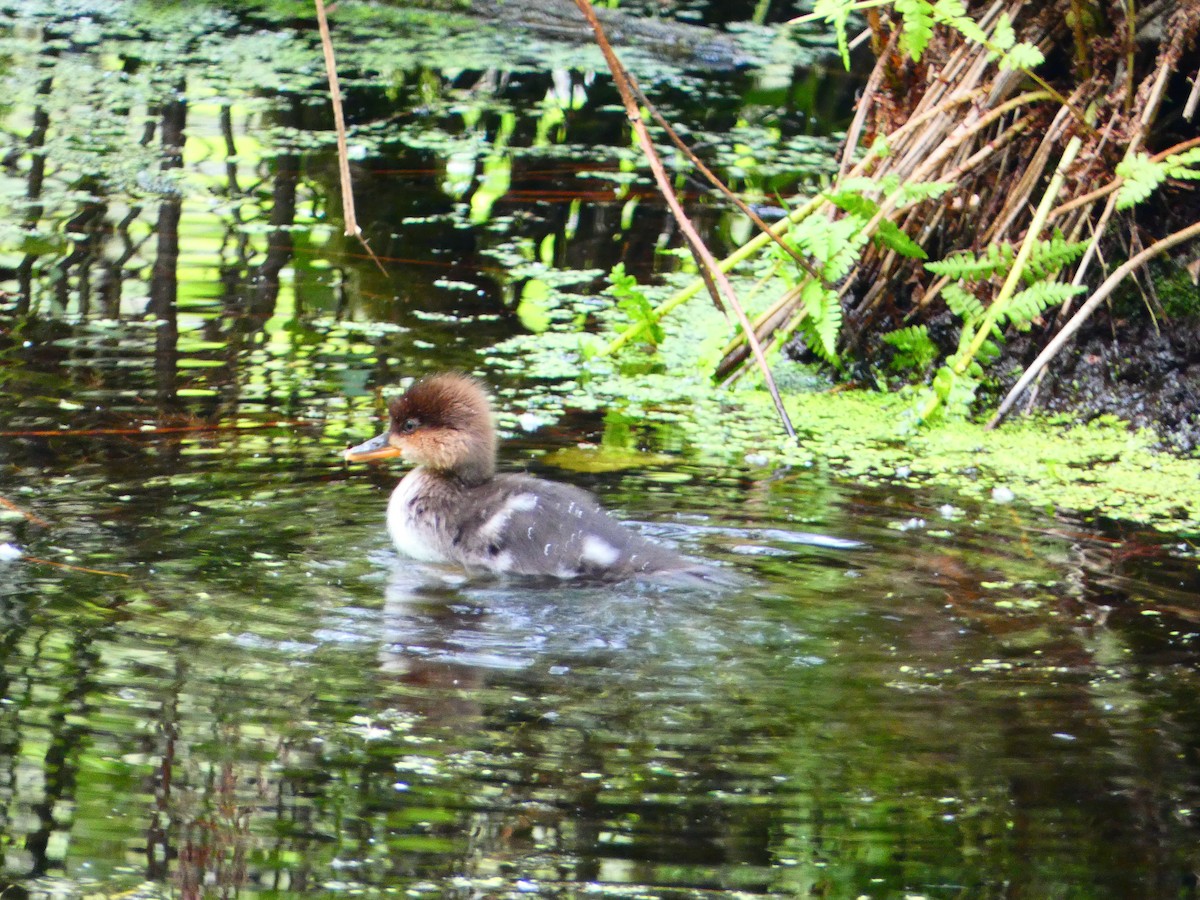 Hooded Merganser - Aldrin Leung