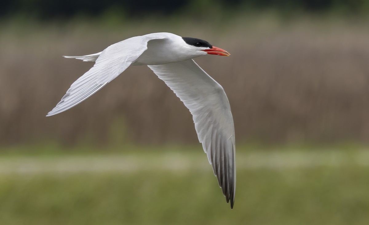 Caspian Tern - ML619603716