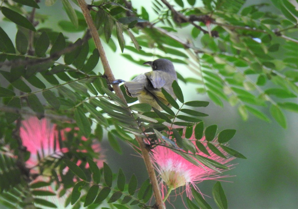 Brown Honeyeater - Monica Mesch