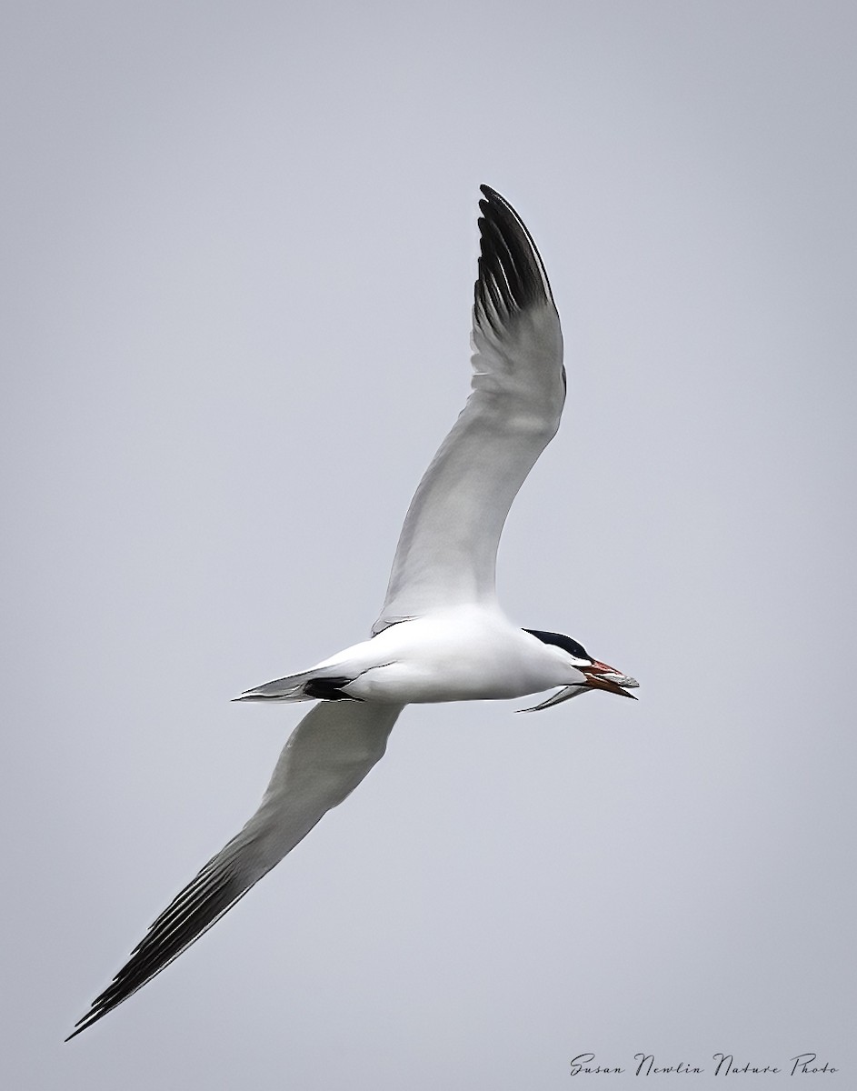 Caspian Tern - Susan Newlin