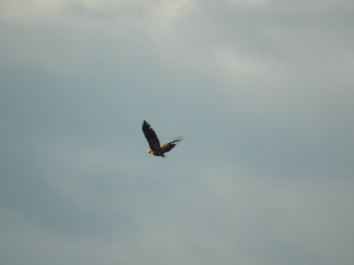 Black-collared Hawk - Francisco Javier Alonso Acero  (Hotel Malokamazonas)