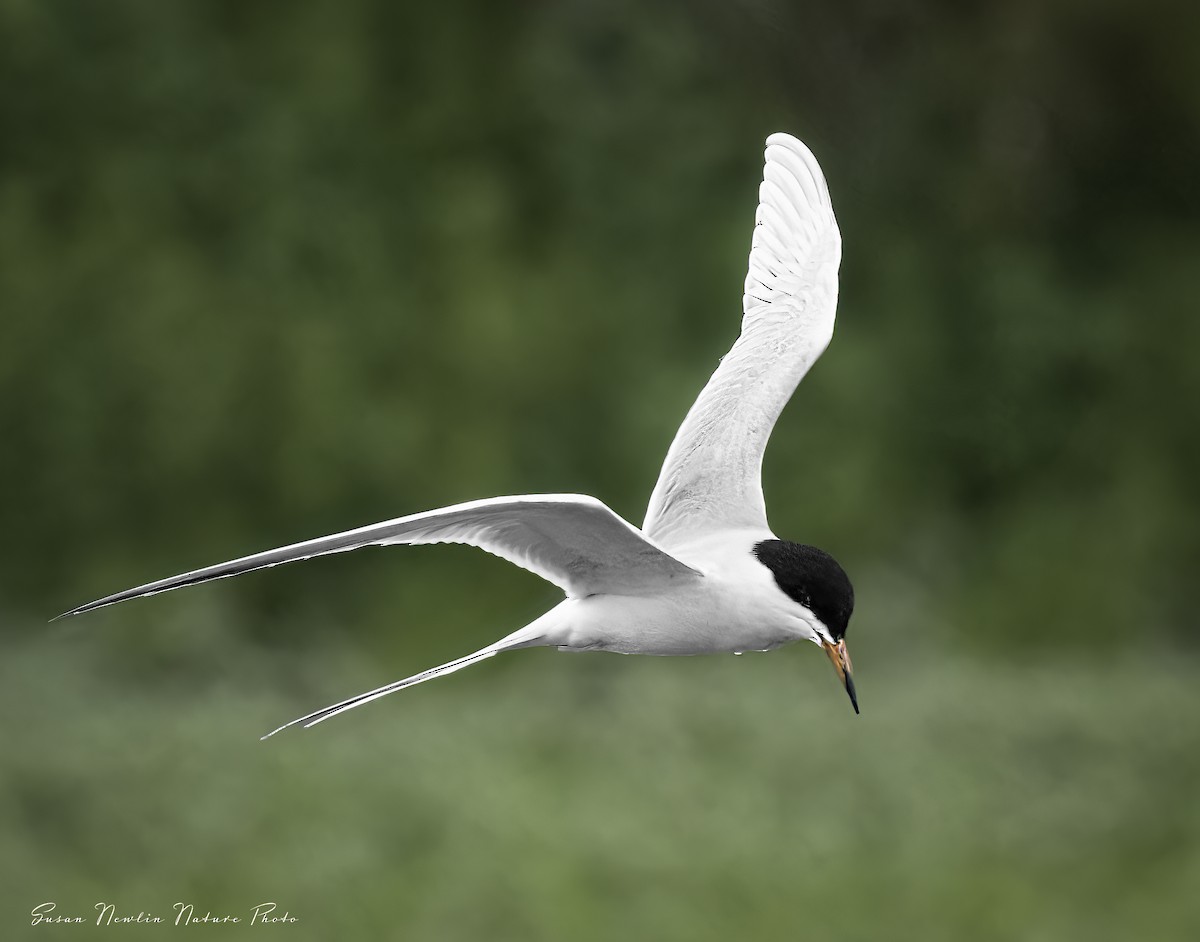 Forster's Tern - Susan Newlin