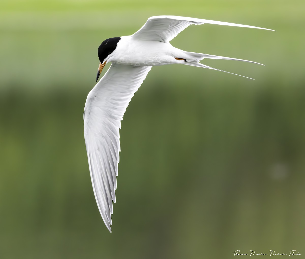 Forster's Tern - Susan Newlin