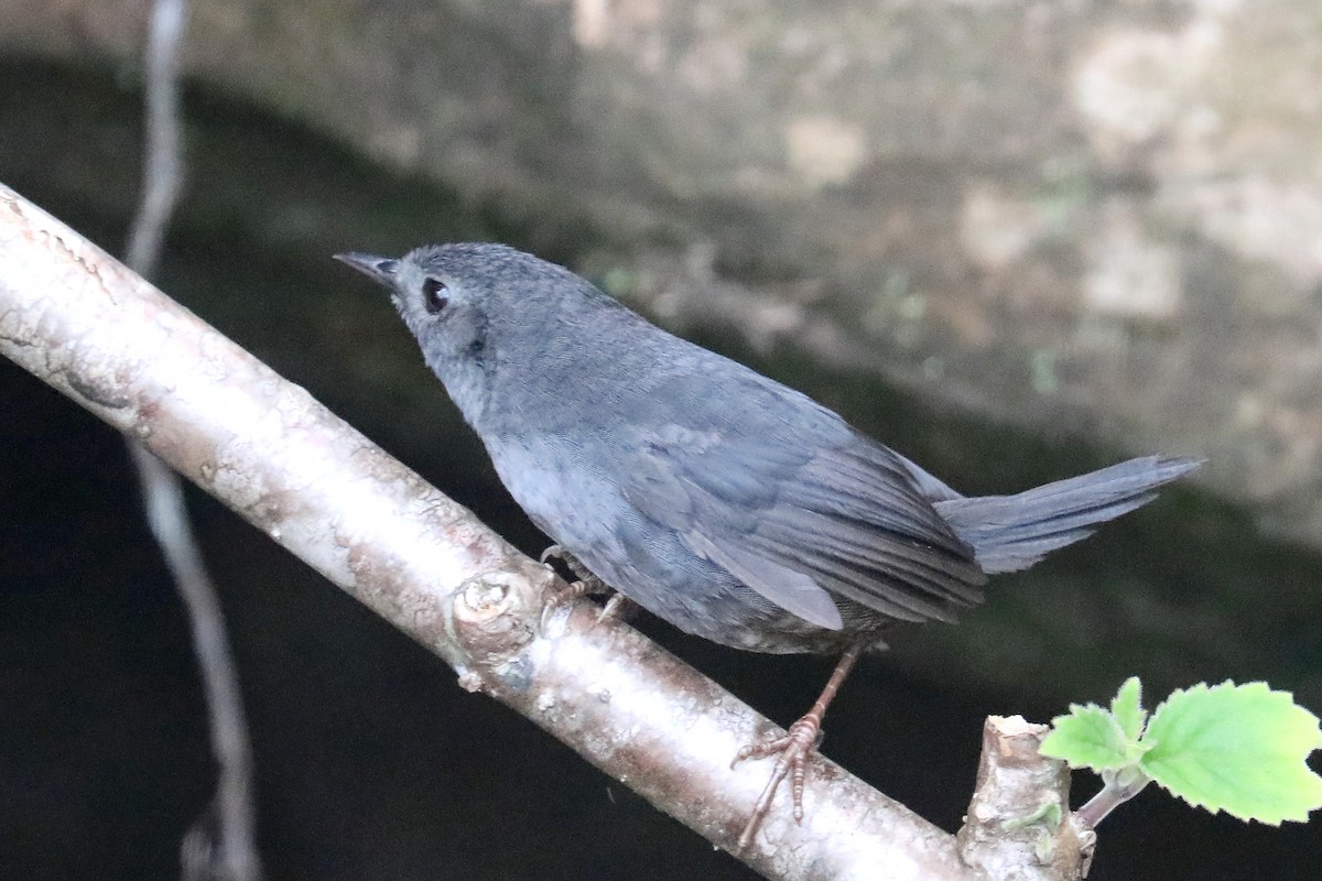 Diamantina Tapaculo - ML619603726