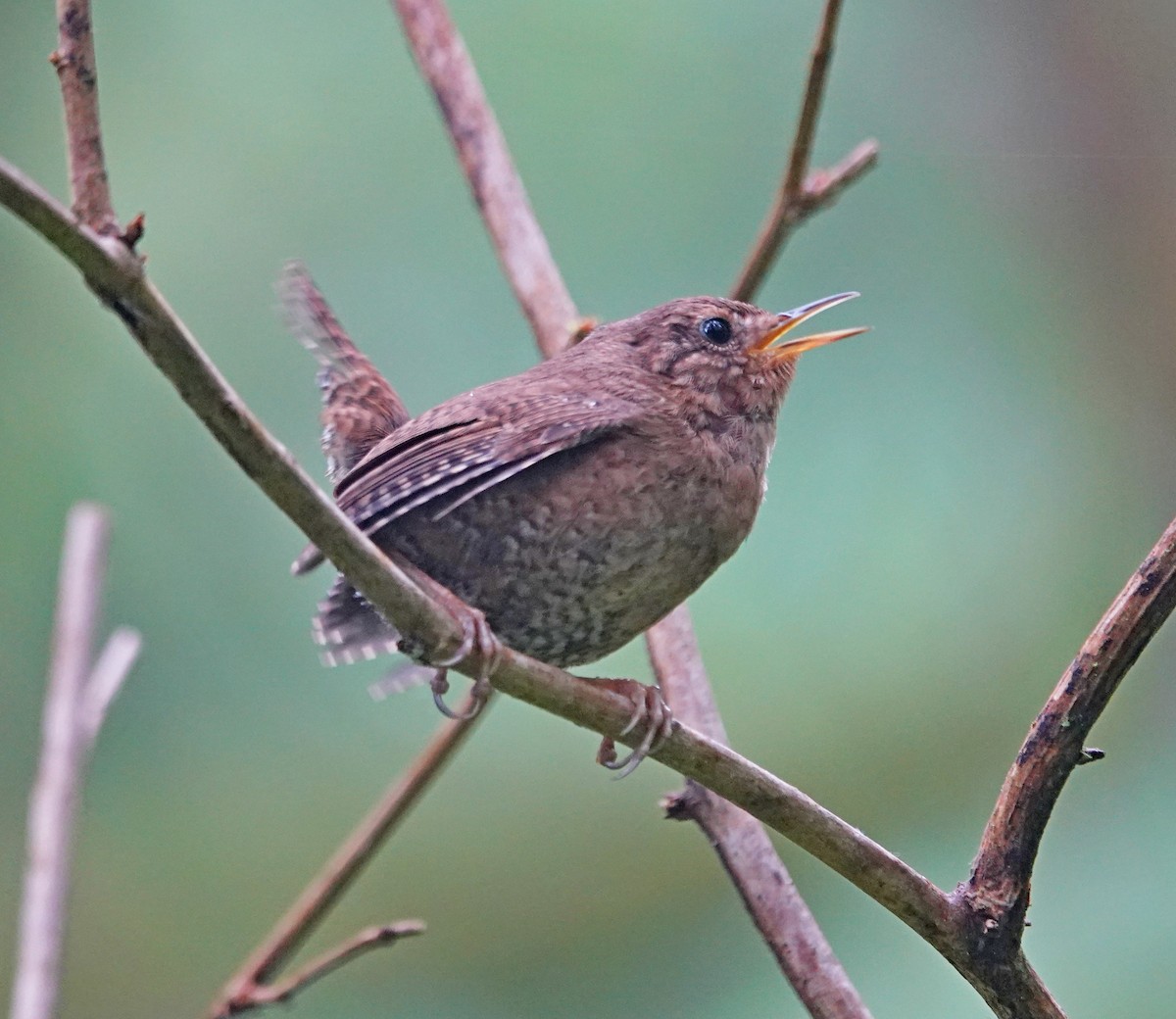 Pacific Wren - Hank Heiberg