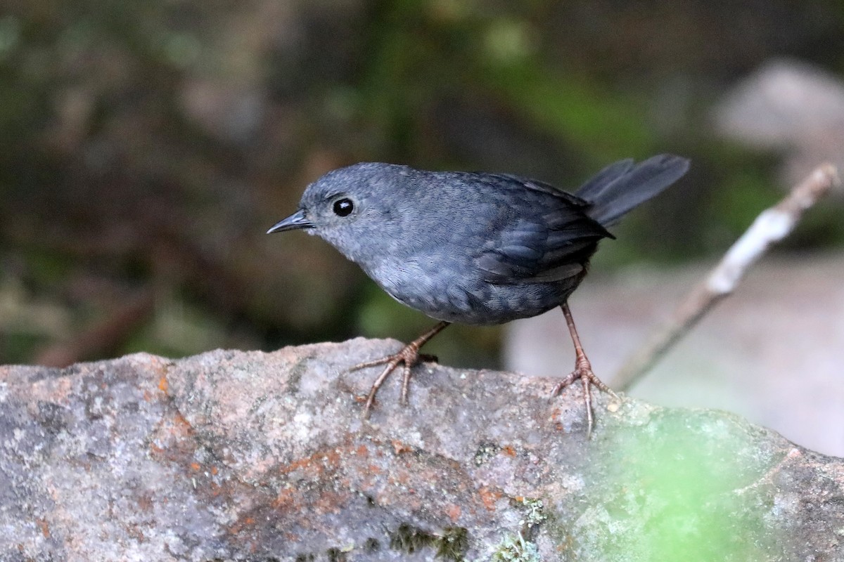 Diamantina Tapaculo - ML619603729