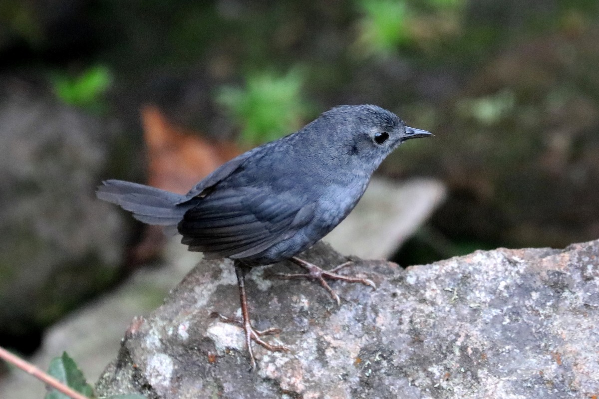 Diamantina Tapaculo - ML619603731