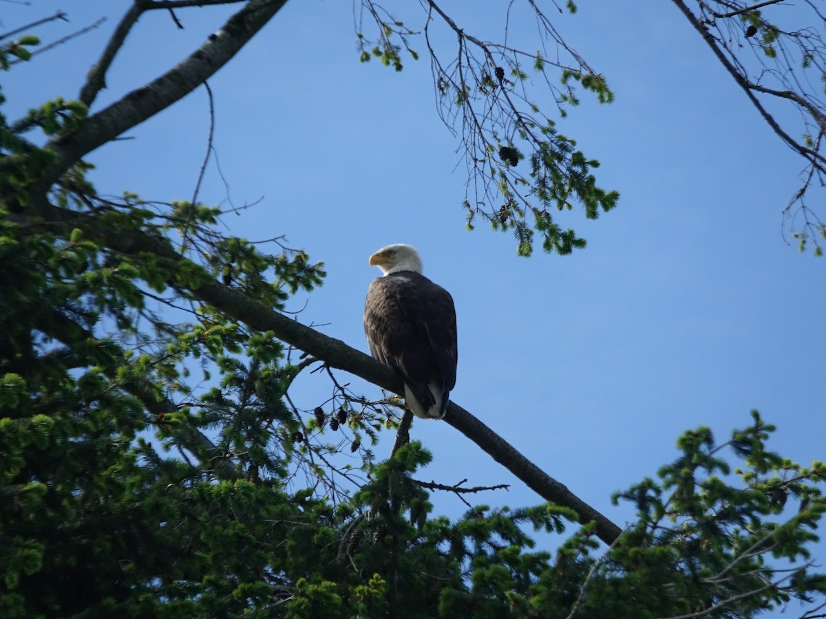 Bald Eagle - Ruth Liu