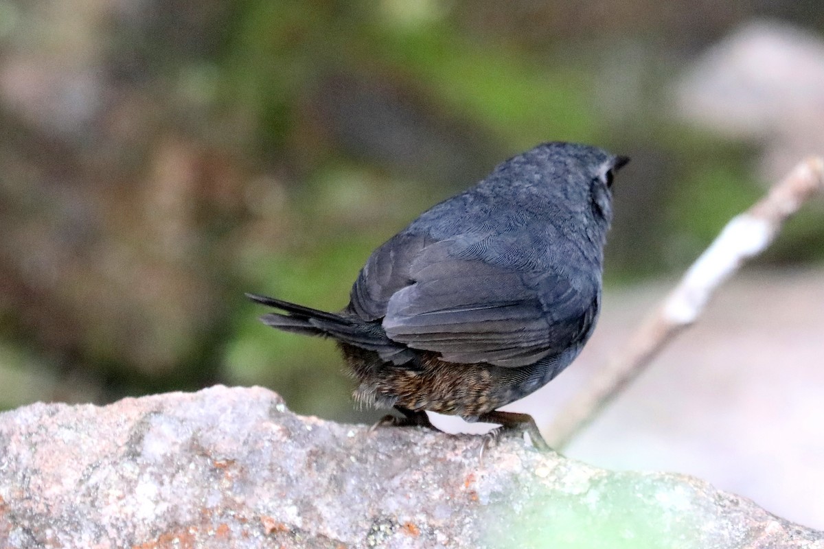 Тапакуло діамантинський - ML619603733