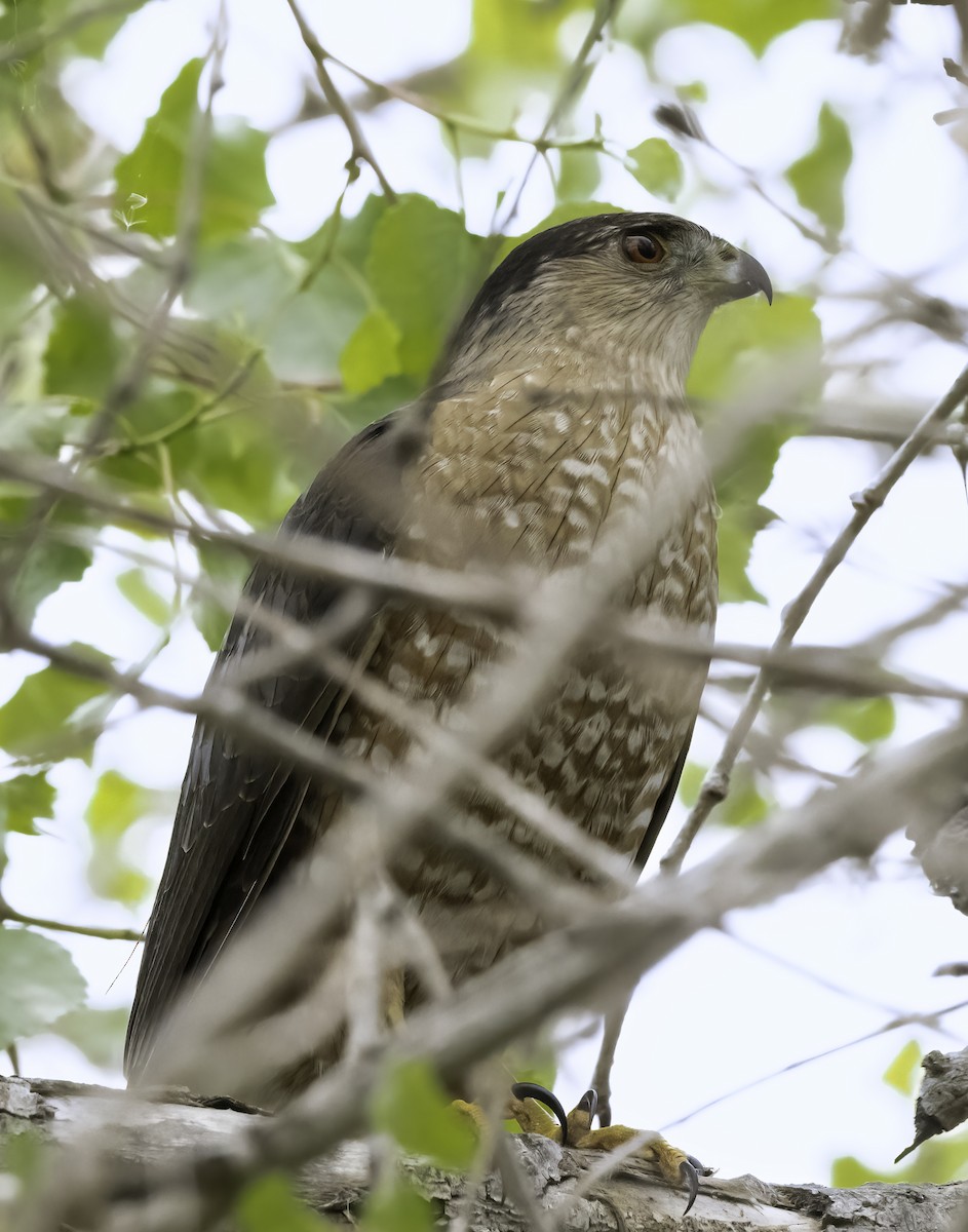 Cooper's Hawk - Susan Newlin