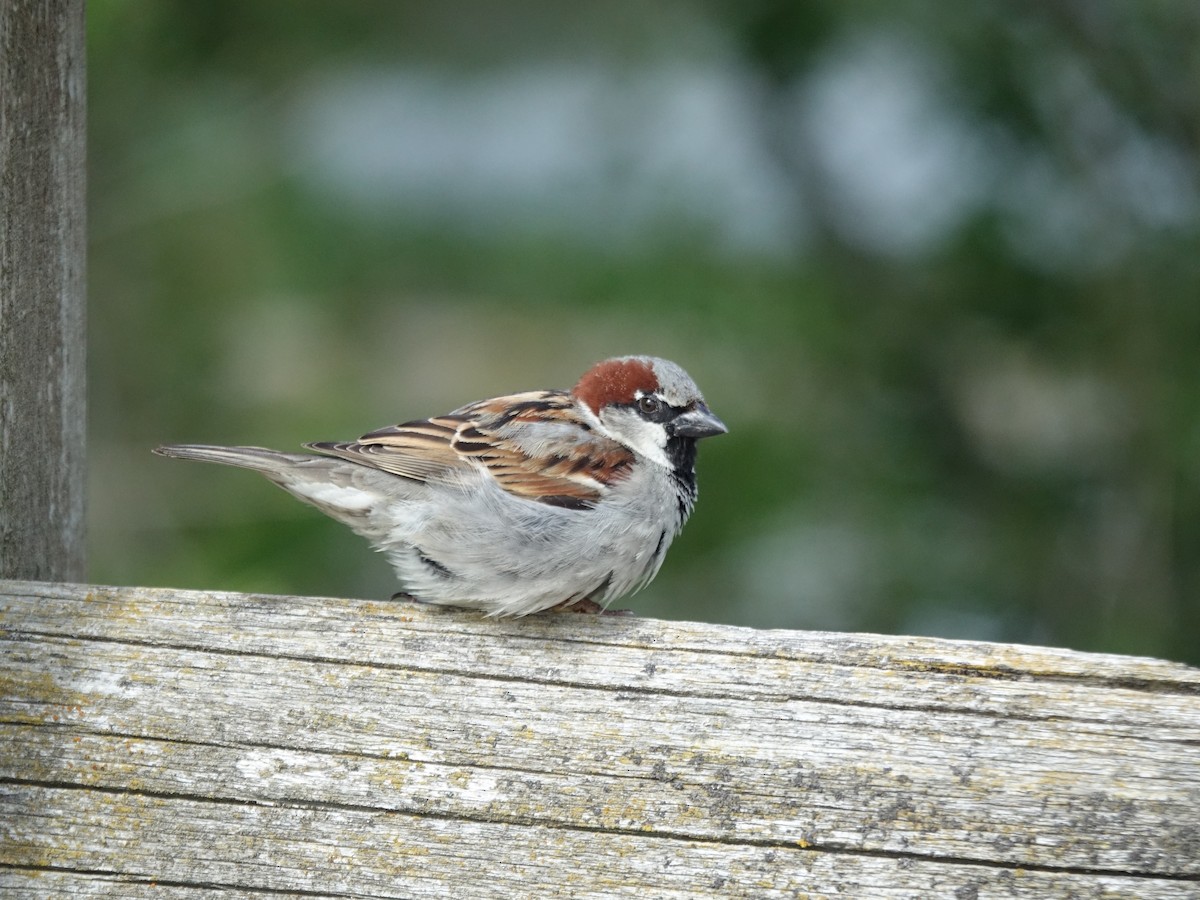 House Sparrow - Ruth Liu