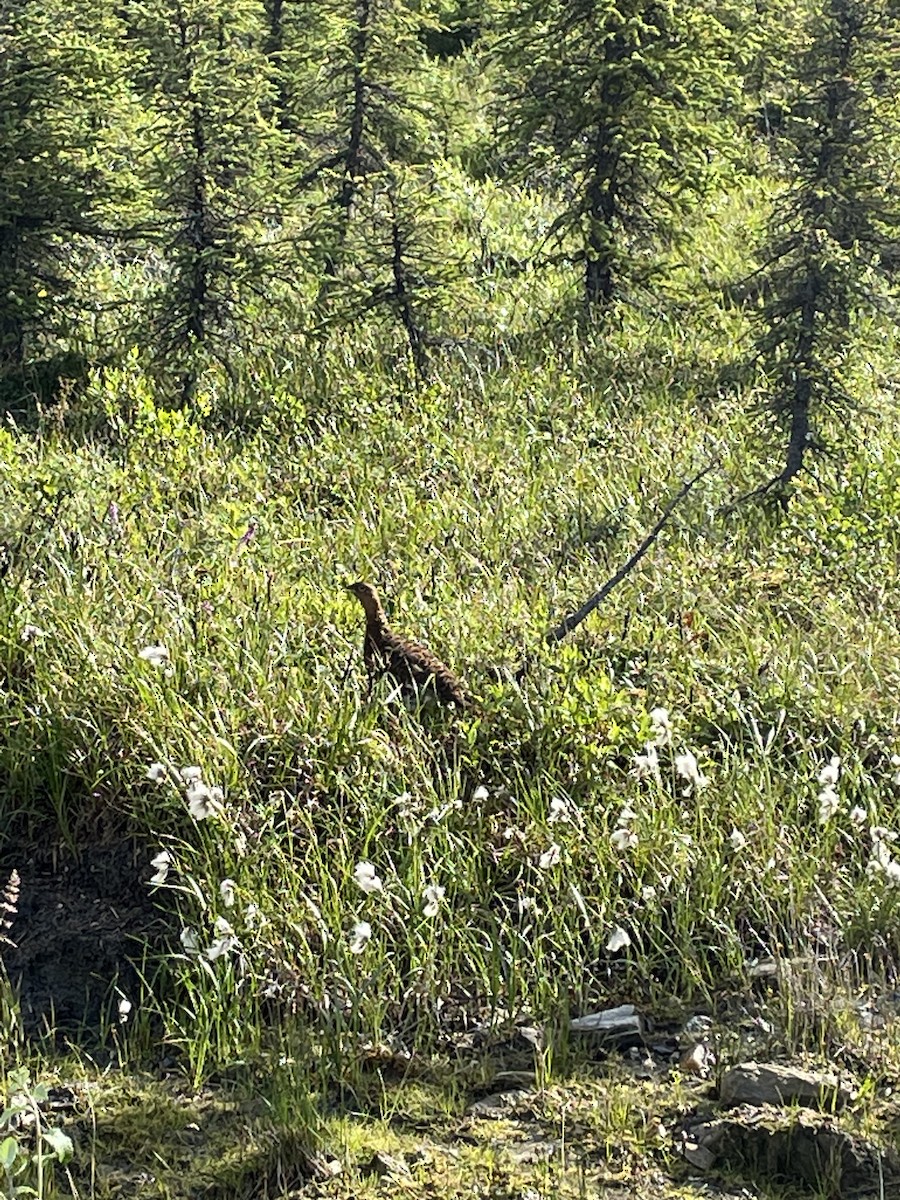 Willow Ptarmigan - Henry Holden