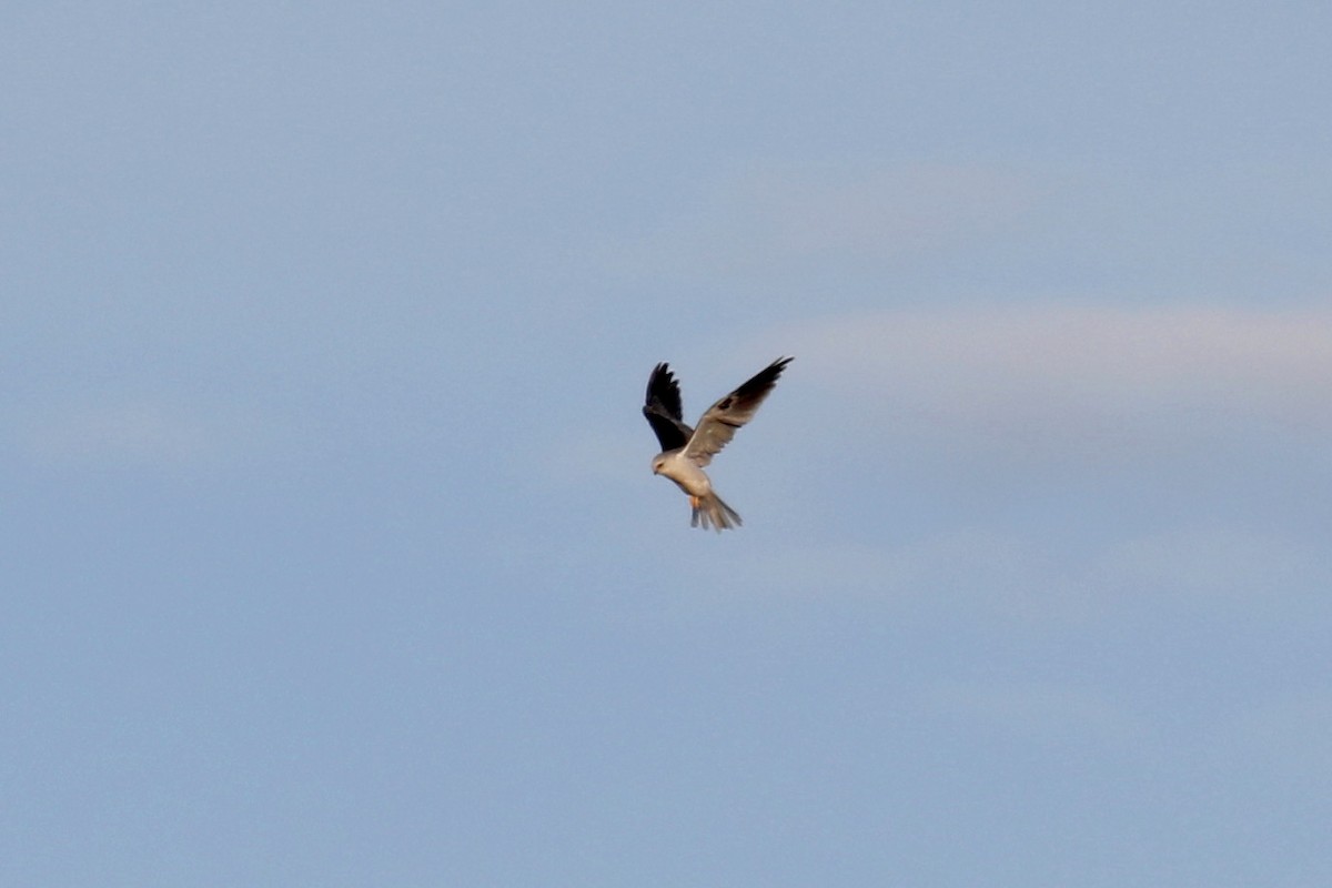 White-tailed Kite - Stephen Gast