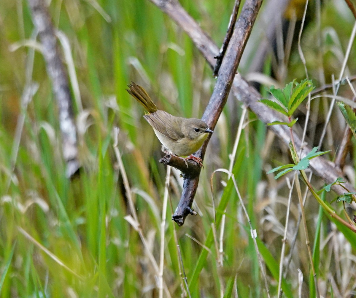 Weidengelbkehlchen - ML619603769