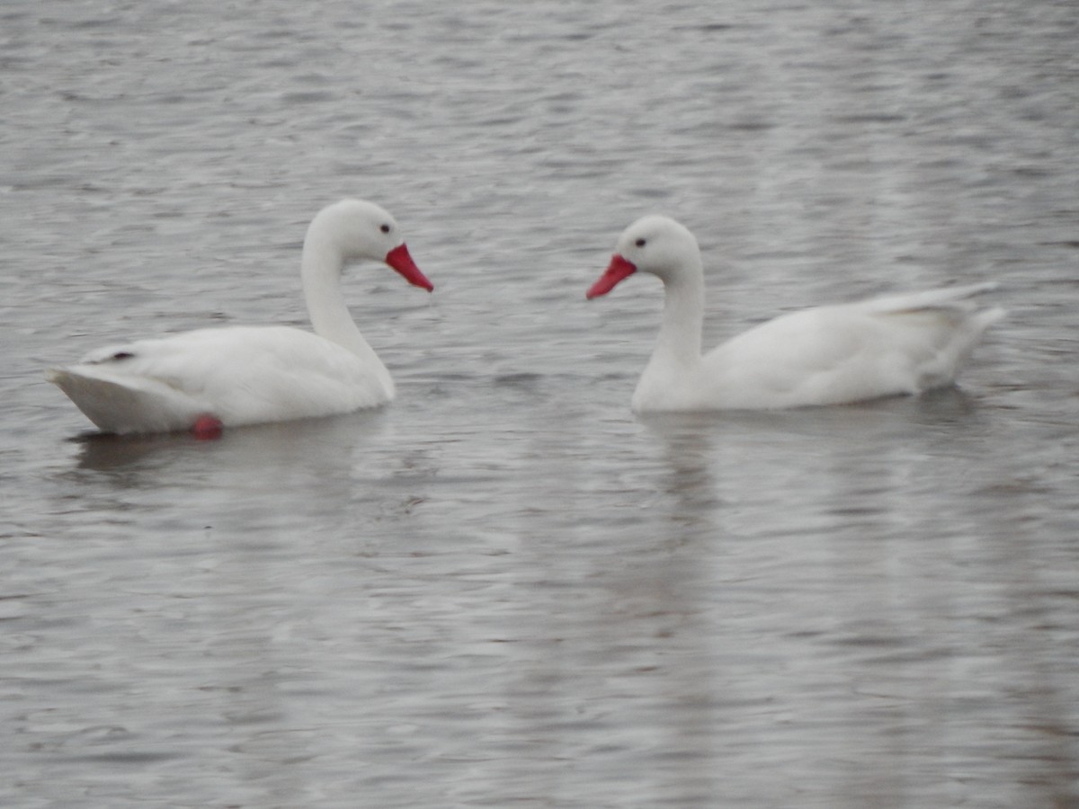 Coscoroba Swan - Tiziano Luka