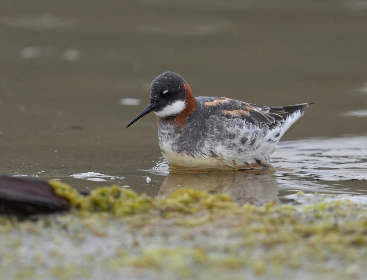 Red-necked Phalarope - Pete Sole