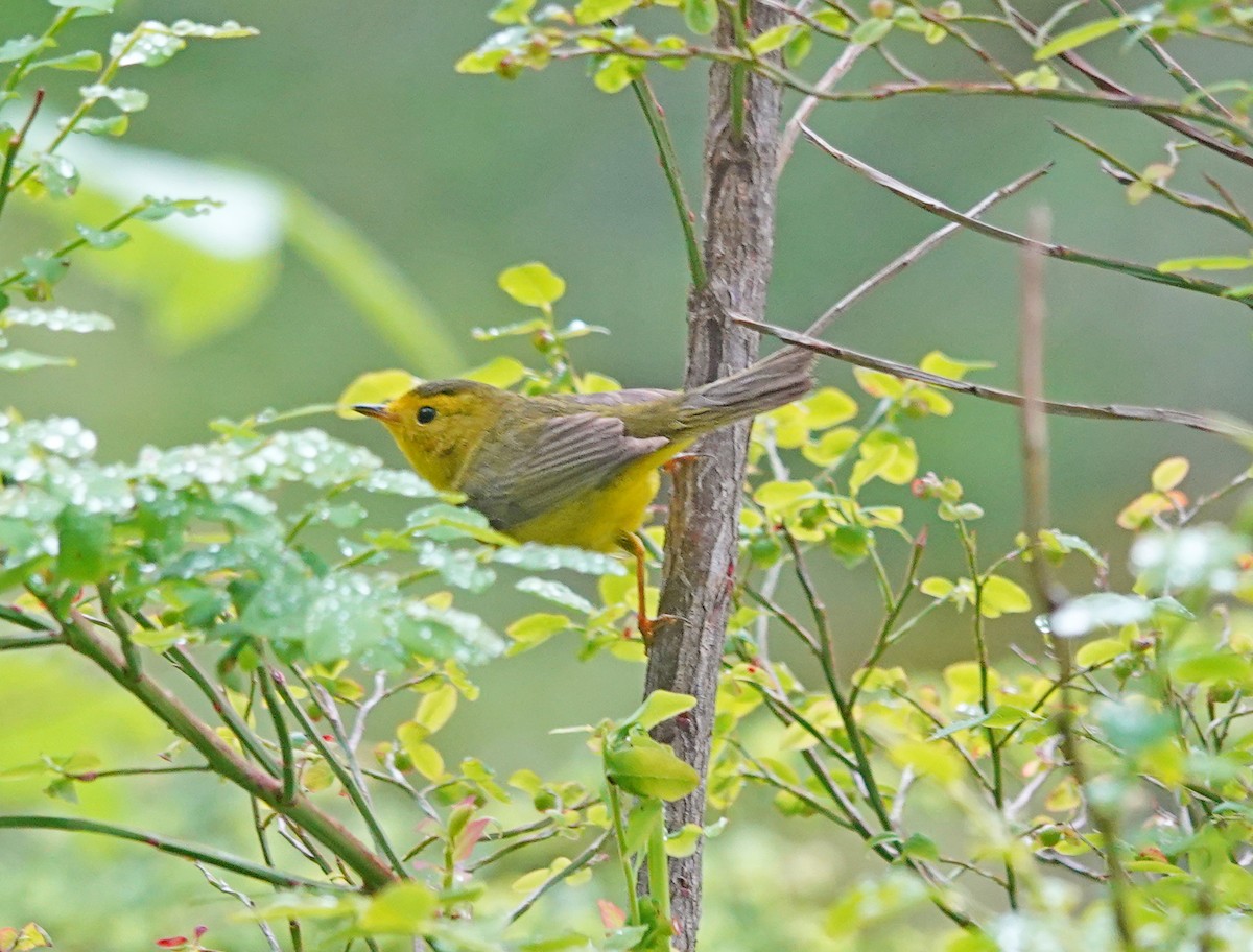 Wilson's Warbler - ML619603779