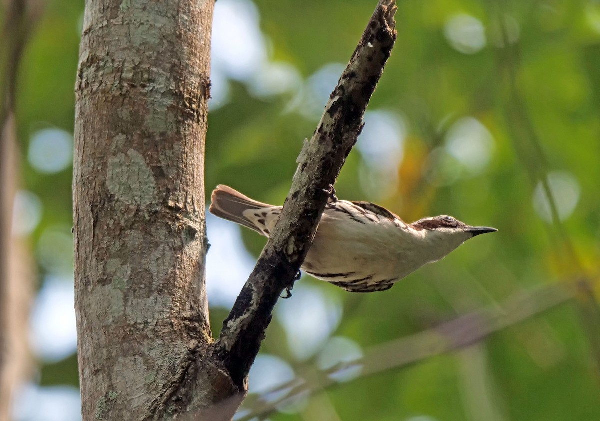 Stripe-sided Rhabdornis - Julius Paner