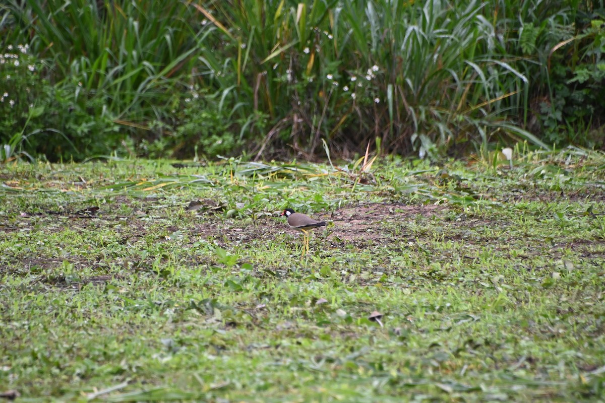 Red-wattled Lapwing - Ian Baird