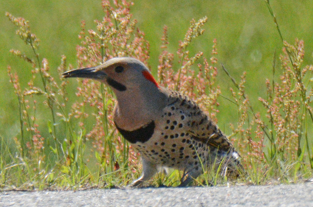 Northern Flicker (Yellow-shafted) - Michael J Good