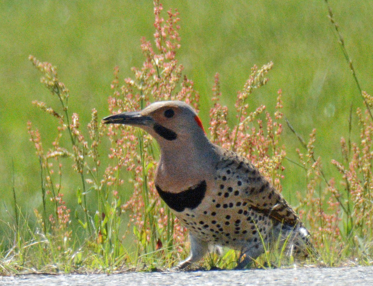 Northern Flicker (Yellow-shafted) - Michael J Good