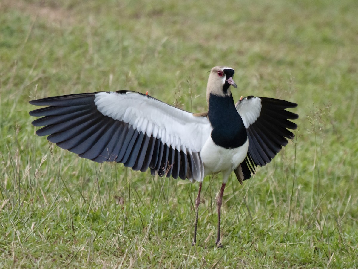 Southern Lapwing - Rene sun