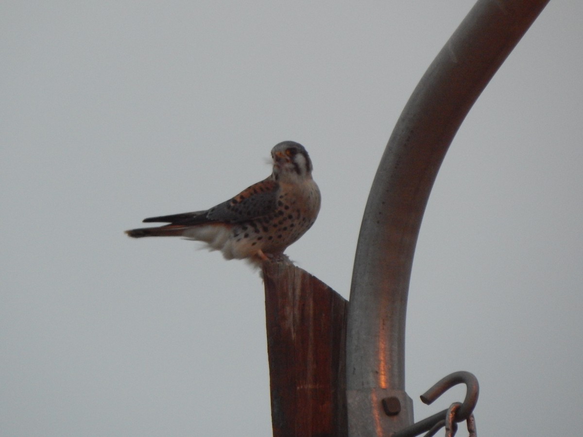 American Kestrel - Tiziano Luka