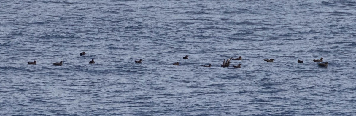 Sooty Shearwater - Denis Corbeil