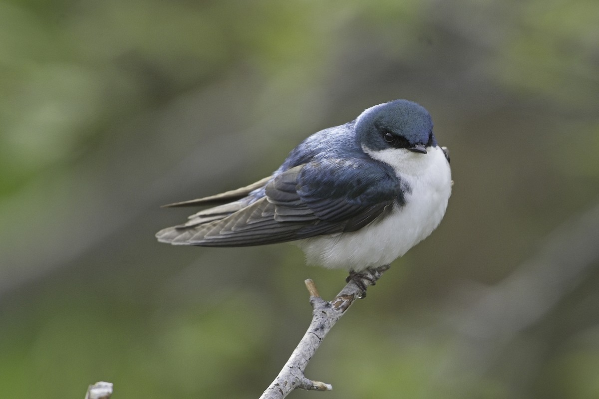 Tree Swallow - ML619603813