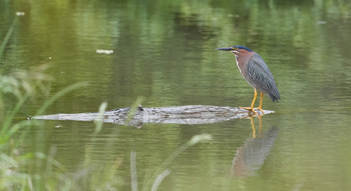 Green Heron - ML619603818