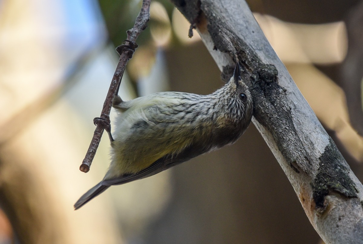 Striated Thornbill - Bruce Wedderburn