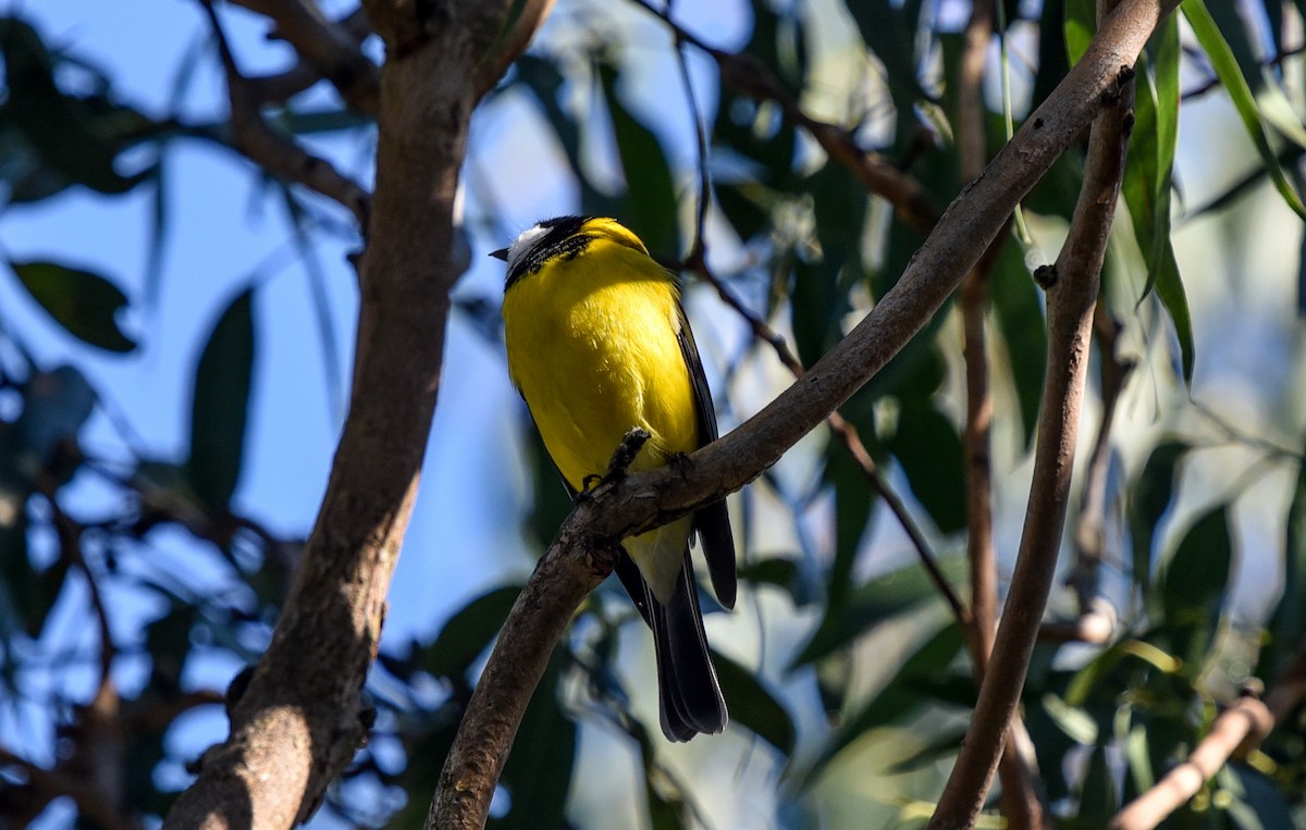 Golden Whistler - Bruce Wedderburn