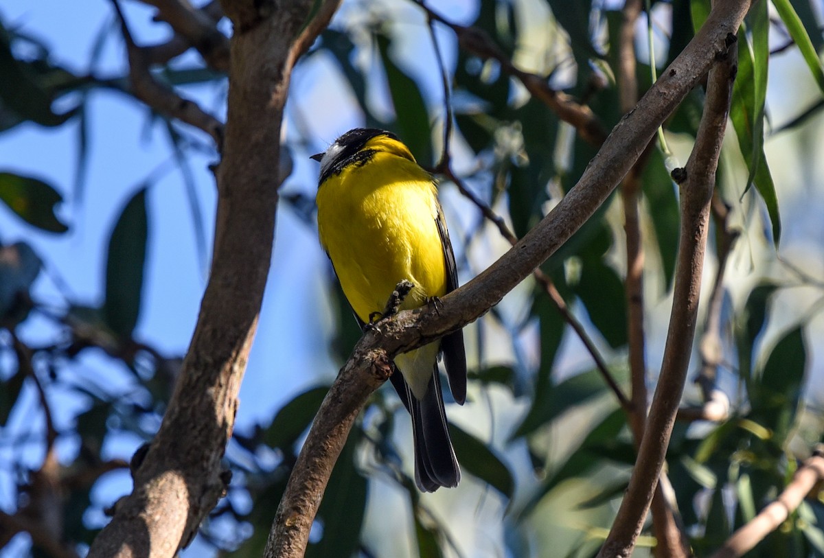 Golden Whistler - Bruce Wedderburn