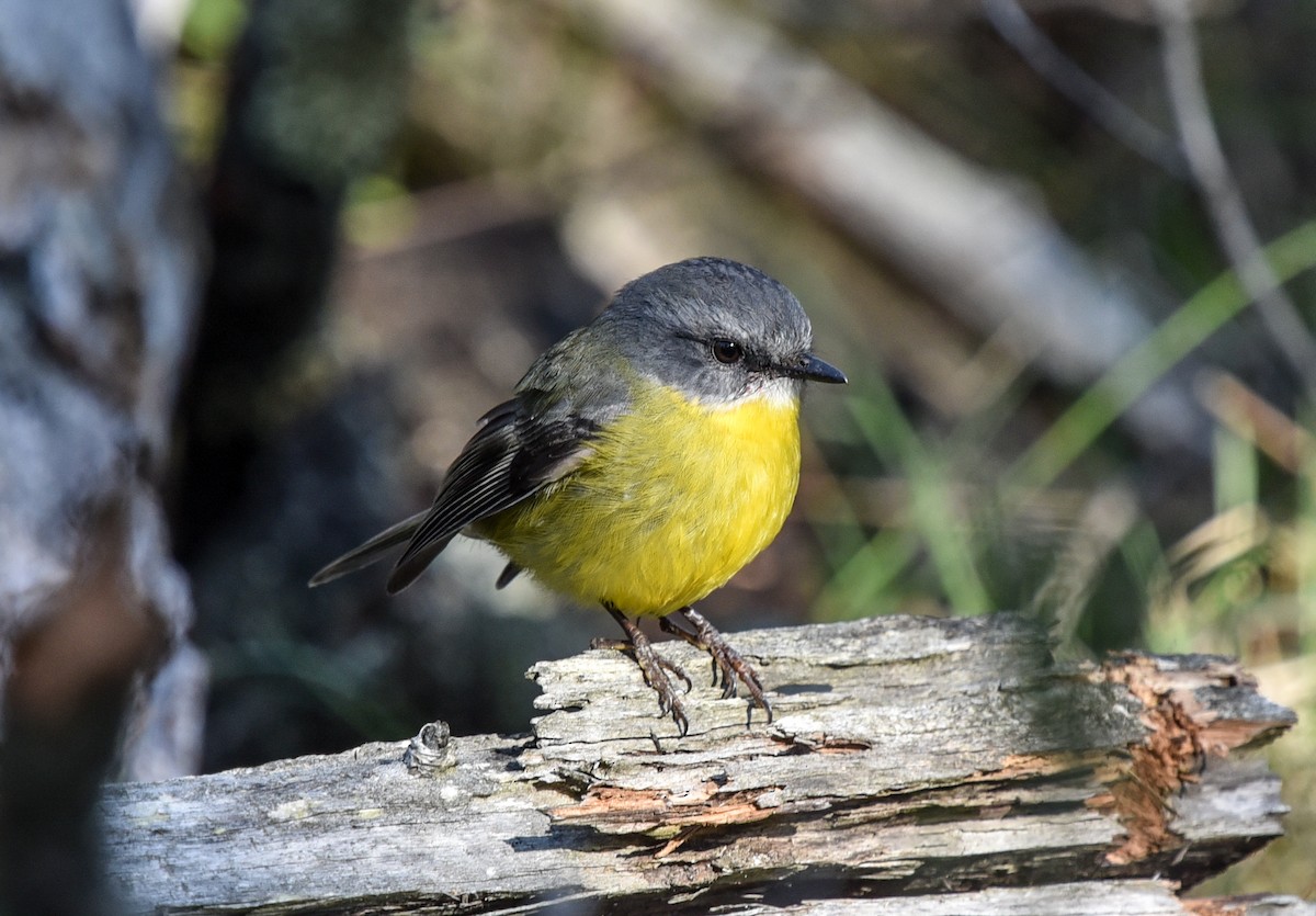 Eastern Yellow Robin - Bruce Wedderburn