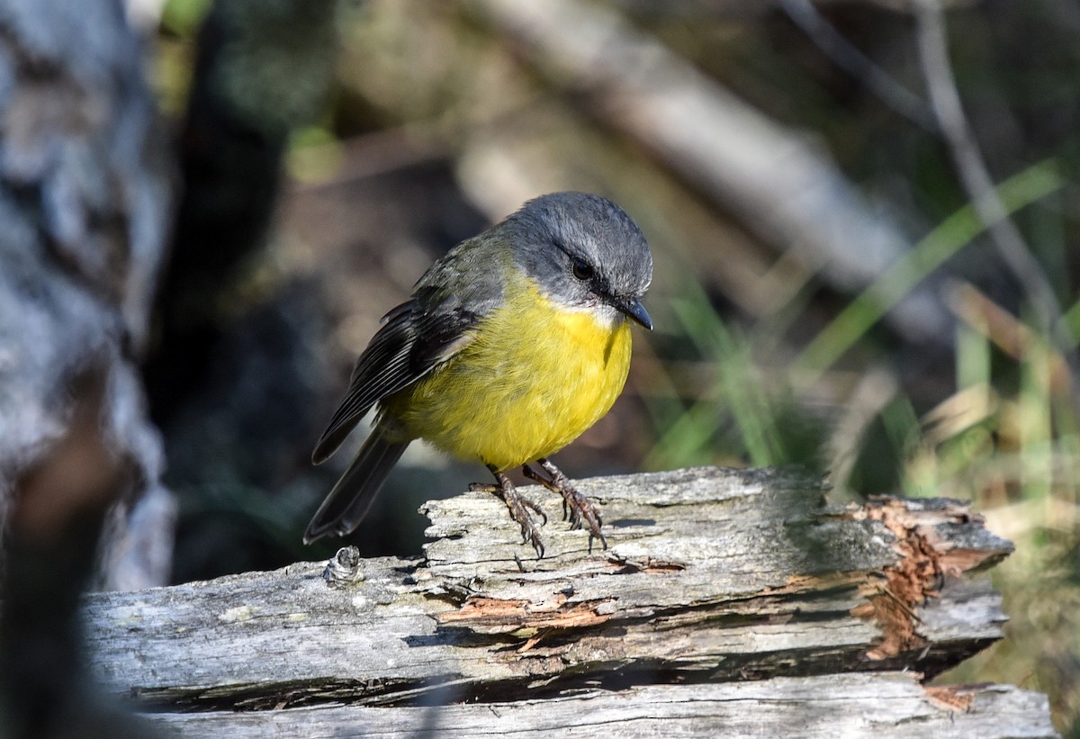 Eastern Yellow Robin - Bruce Wedderburn