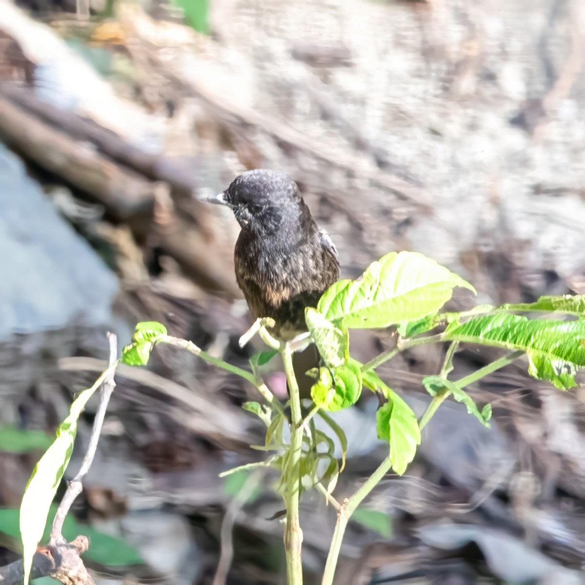 Pied Bushchat - ML619603833