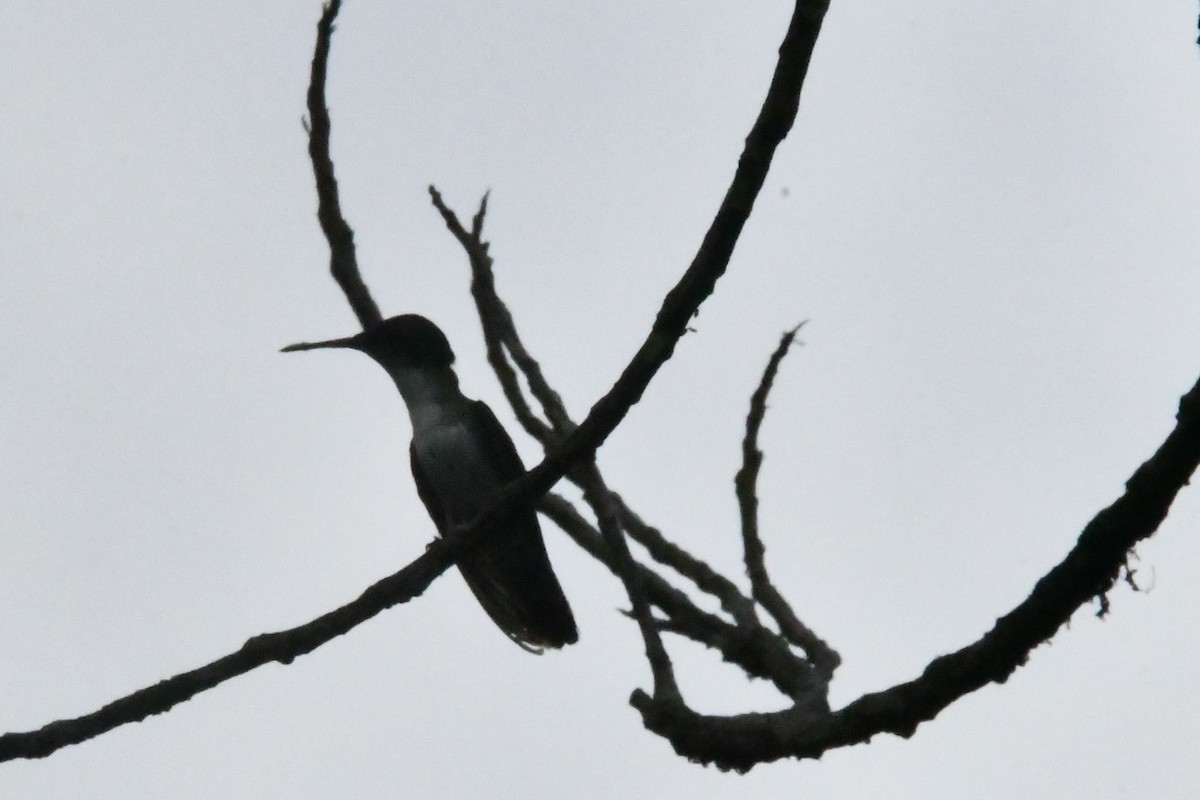 White-bellied Emerald - Jessy Lopez Herra