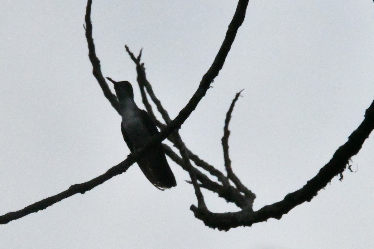 White-bellied Emerald - Jessy Lopez Herra