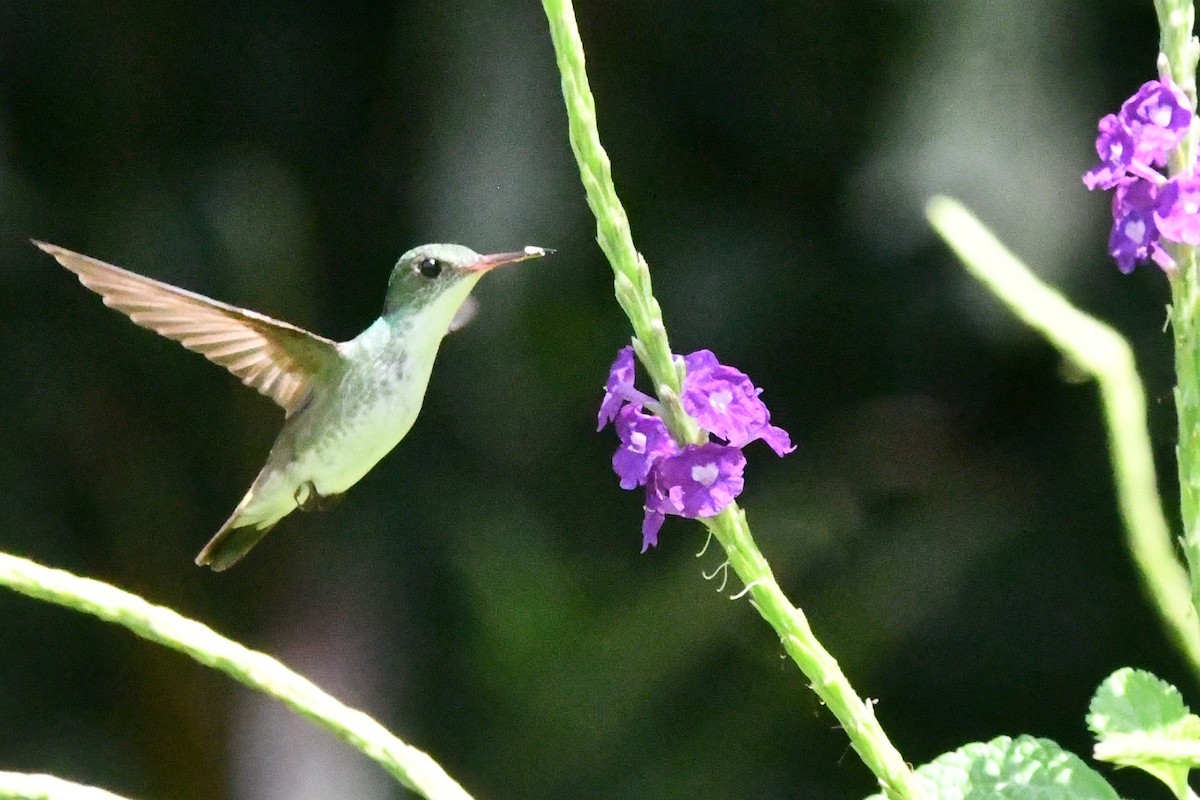 White-bellied Emerald - Jessy Lopez Herra