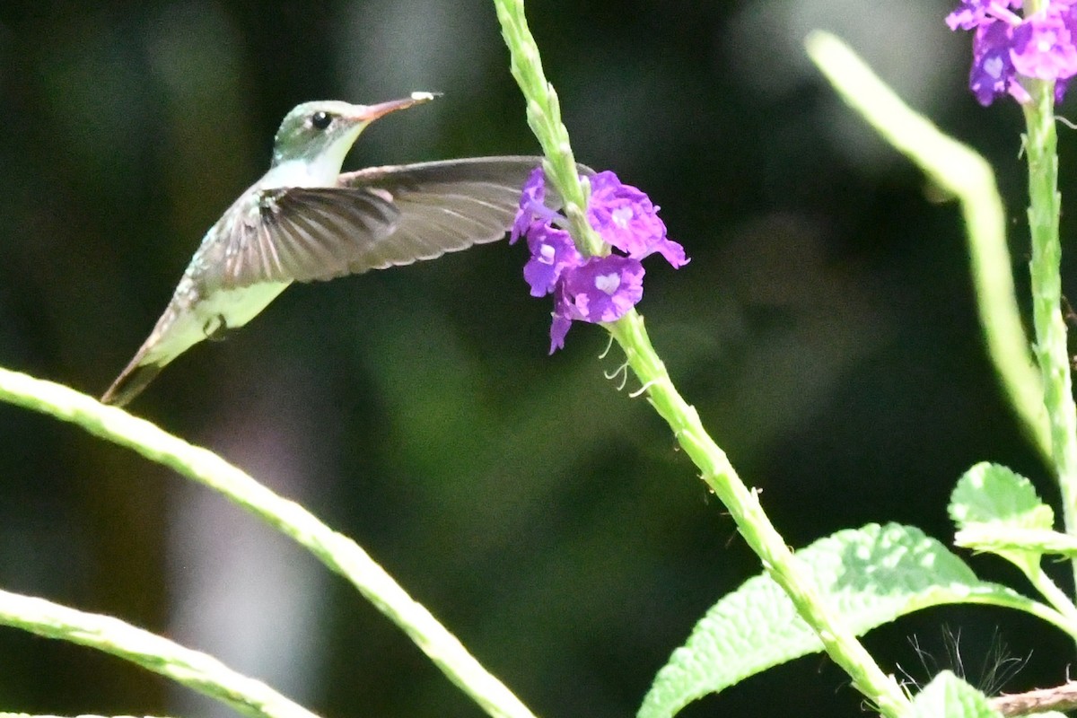 White-bellied Emerald - Jessy Lopez Herra